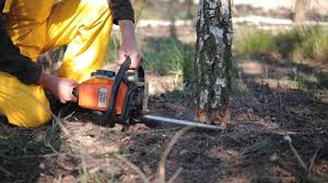 Best Pest Control for Lawns  in Reidsville, NC