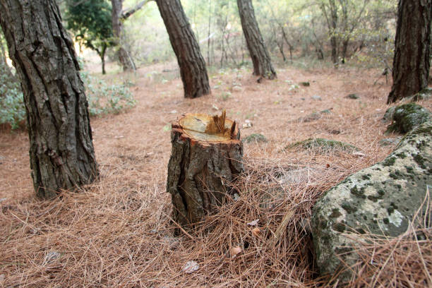 How Our Tree Care Process Works  in  Reidsville, NC