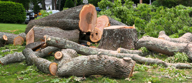  Reidsville, NC Tree Care Pros