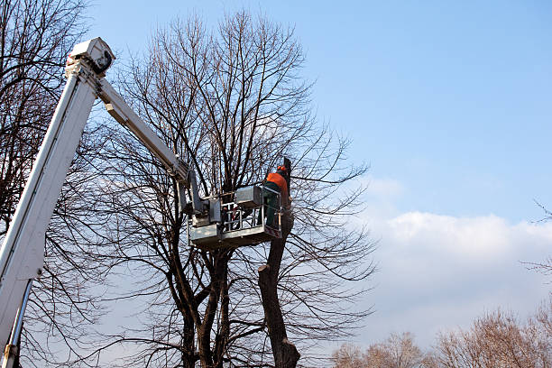 Best Emergency Tree Removal  in Reidsville, NC