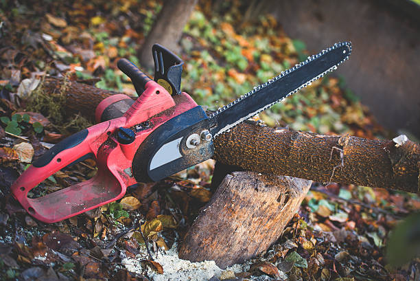 Reidsville, NC Tree Care Company