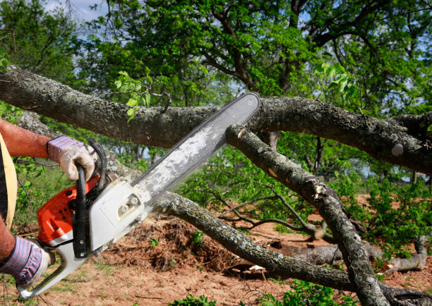 Best Root Management and Removal  in Reidsville, NC
